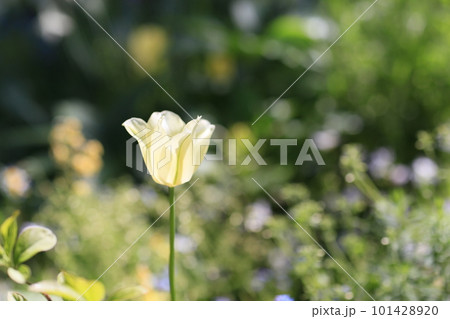 春の花壇に咲く黄色いチューリップ 春の花壇に咲く黄色いチューリップ 101428920