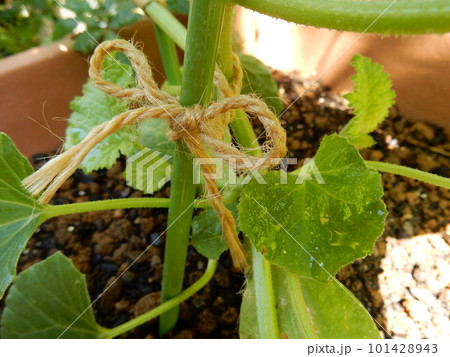 野菜苗の誘引 野菜苗の誘引 101428943