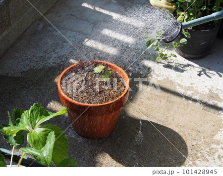 葡萄の実生苗に水遣り 葡萄の実生苗に水遣り 101428945