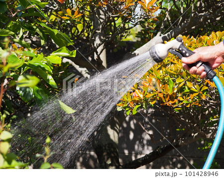庭木の水遣り 庭木の水遣り 101428946