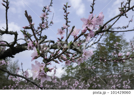 桃源郷1 101429060