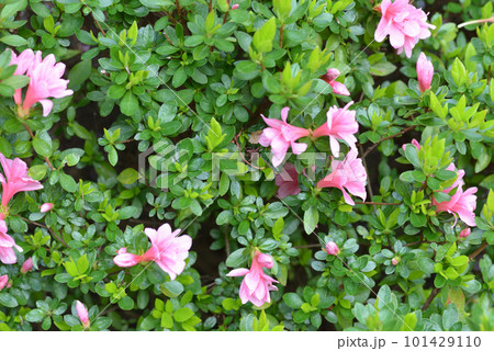 ピンクの花 ピンクの花 101429110