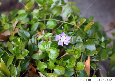 ツルニチニチソウの花 ツルニチニチソウの花 101429312