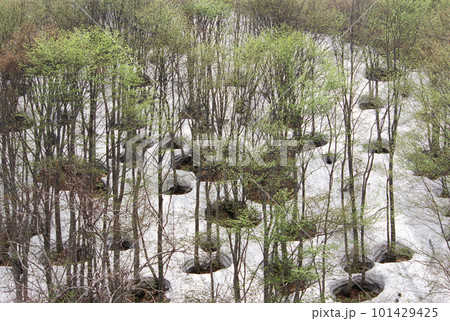 雪山斜面にできた多くのブナの根回り穴 雪山斜面にできた多くのブナの根回り穴 101429425