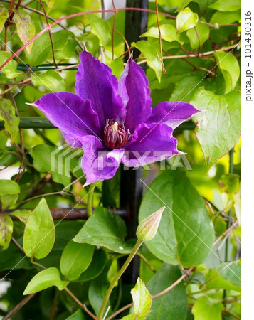 クレマチスの花 101430316