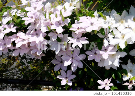 薄紫色のクレマチスの花 101430330