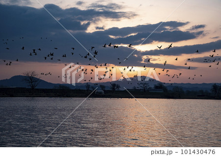 朝焼けに染まるマガン 101430476