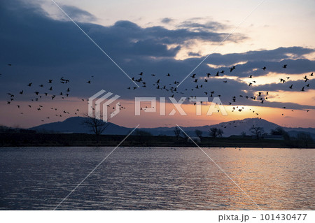 朝焼けに染まるマガン 朝焼けに染まるマガン 101430477