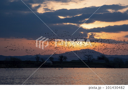 朝焼けに染まるマガン 朝焼けに染まるマガン 101430482