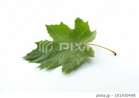 A close-up of a green leaf isolated on a white background. The detail and texture of the leaf are accentuated, creating a feeling of freshness and natural beauty. AI Generative. 101430498