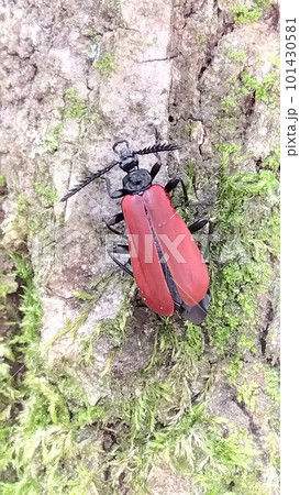 春の昆虫〜アカハネムシ 春の昆虫〜アカハネムシ 101430581