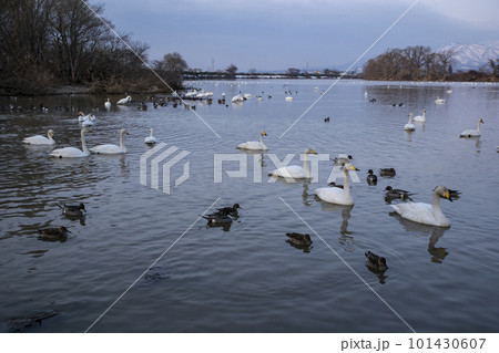 白鳥のいる池 101430607
