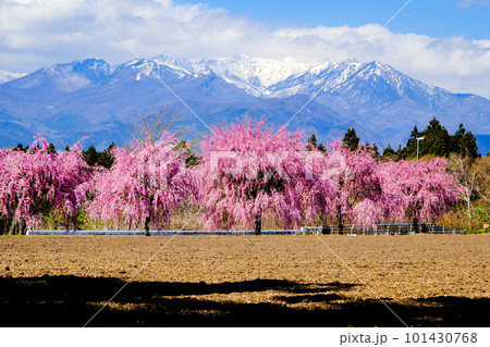 桜並木と武尊山 101430768