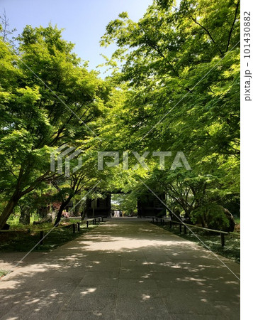 新緑に包まれた寺院の参道 新緑に包まれた寺院の参道 101430882