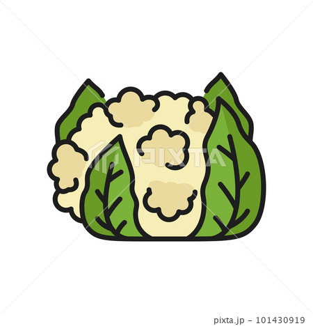 Cauliflower cabbage veggie raw food color thin line icon. Vector white cauliflower, vegetarian food, healthy vegetable. Brassica oleracea head with leaves 101430919