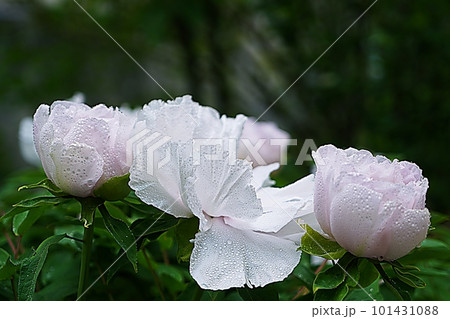 beautiful peony beautiful peony 101431088