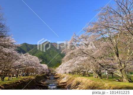 丹波倉町川堰堤の桜並木 101431225