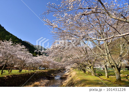丹波倉町川堰堤の桜並木 101431226