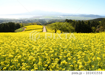 菜の花、白木峰高原 菜の花、白木峰高原 101431558