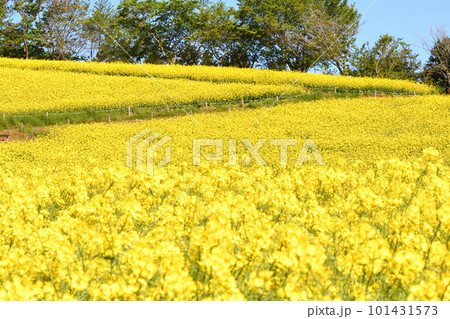 菜の花、白木峰高原 菜の花、白木峰高原 101431573