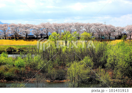 赤川桜並木　春の陽気 101431913