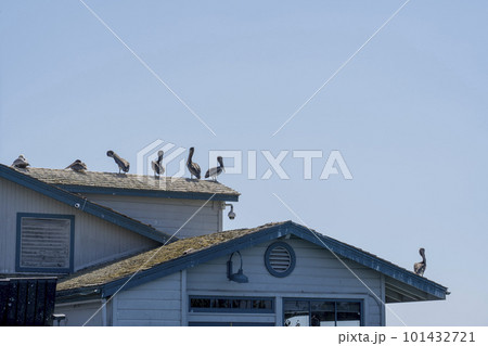 屋根で休むペリカン サンタバーバラ 屋根で休むペリカン サンタバーバラ 101432721