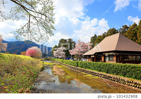丸岡城跡史跡公園　桜のある風景 101432908