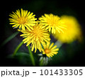 たんぽぽの花 101433305