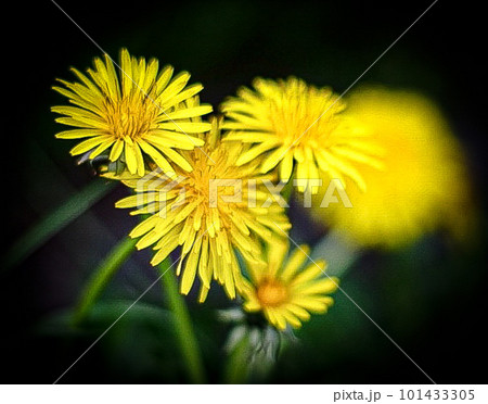 たんぽぽの花 101433305