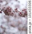 桜の花びら 101433306