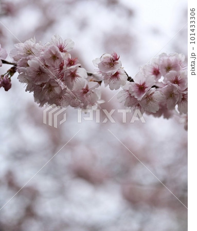 桜の花びら 桜の花びら 101433306