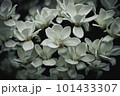 白木蓮の花 101433307