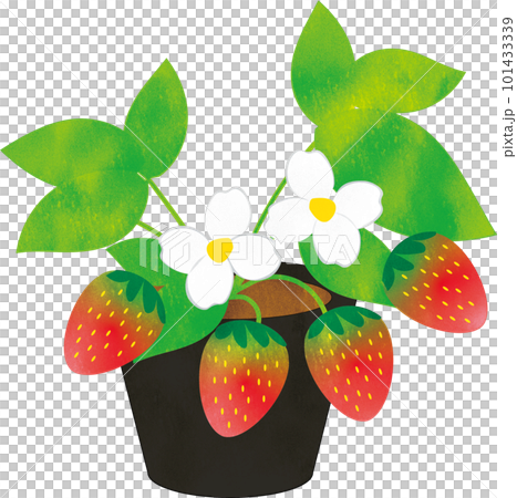 Strawberry seedlings Strawberry seedlings 101433339