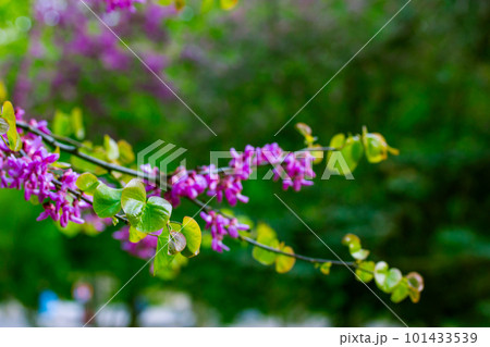 A twig of cercis siliquastrum or Judas tree blooming with beautiful purple violet pink flowers in spring garden, orchard, park. Floral nature April day. Amazing natural backdrop with blossoming trees. 101433539