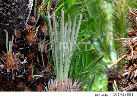 ソテツの新芽 101433881