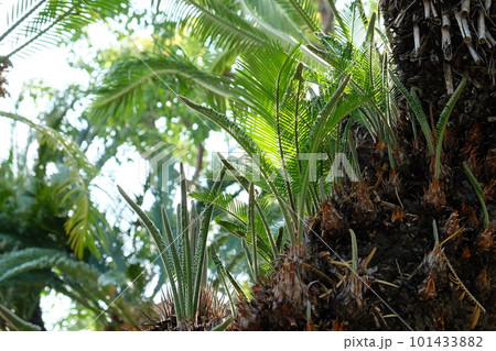 ソテツの新芽 101433882