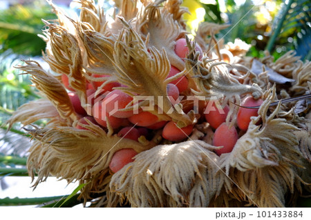 ソテツの実 101433884