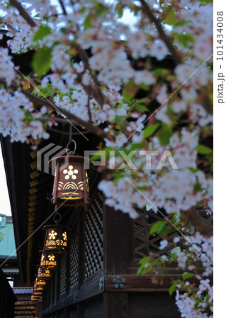 桜と大阪天満宮の灯籠 101434008