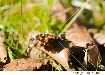 野原の枯葉の上で静止するテングチョウ（マクロレンズ使用・屋外接写画像） 101434050