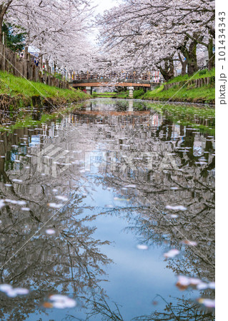 新河岸川沿いに咲く満開の桜のリフレクション 101434343