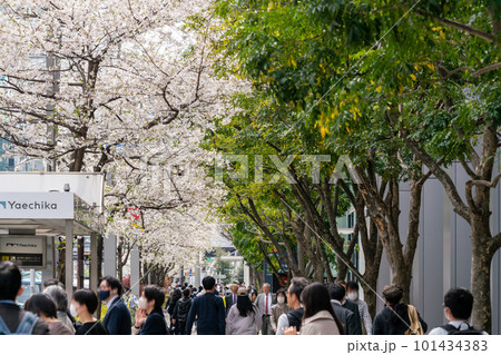 【東京都】満開の桜並木を歩く人々 101434383