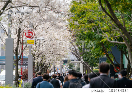 【東京都】満開の桜並木を歩く人々 101434384
