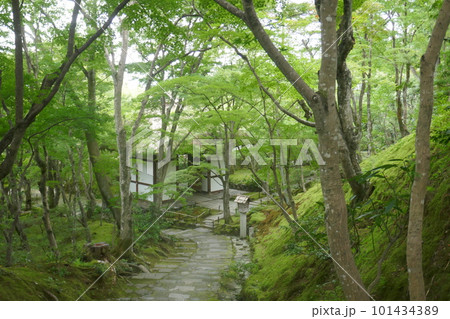 常寂光寺の青紅葉 常寂光寺の青紅葉 101434389