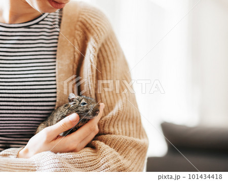 Young girl playing with small animal degu squirrel. 101434418