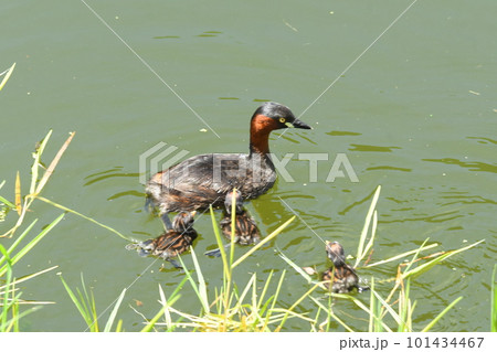 池で泳ぐカルガモの親子 101434467