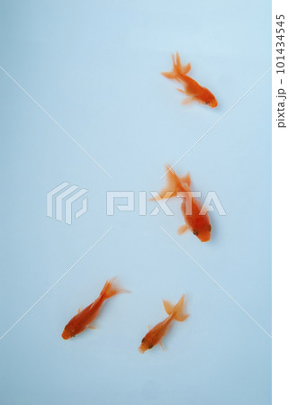 気持ちよさそうに泳ぐ金魚 101434545