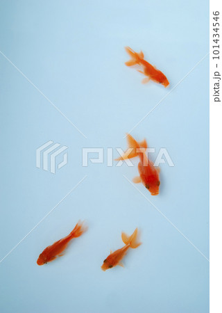 気持ちよさそうに泳ぐ金魚 101434546