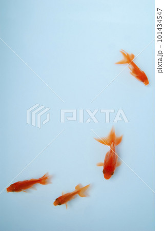気持ちよさそうに泳ぐ金魚 101434547