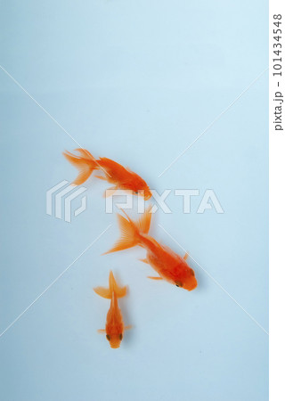 気持ちよさそうに泳ぐ金魚 101434548