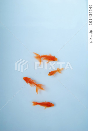 気持ちよさそうに泳ぐ金魚 気持ちよさそうに泳ぐ金魚 101434549